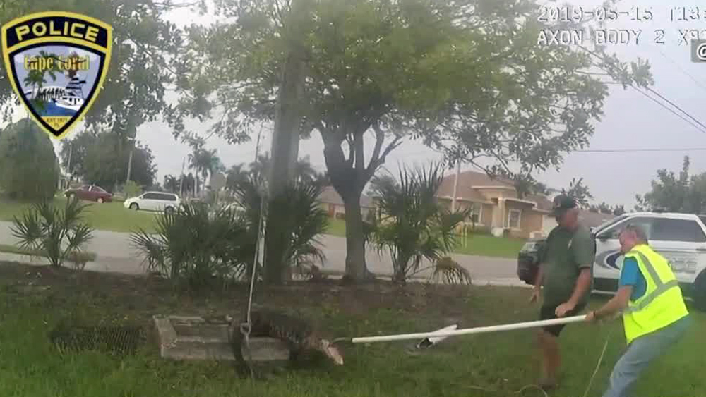 wptv-sewer-gator-cape-coral.jpg