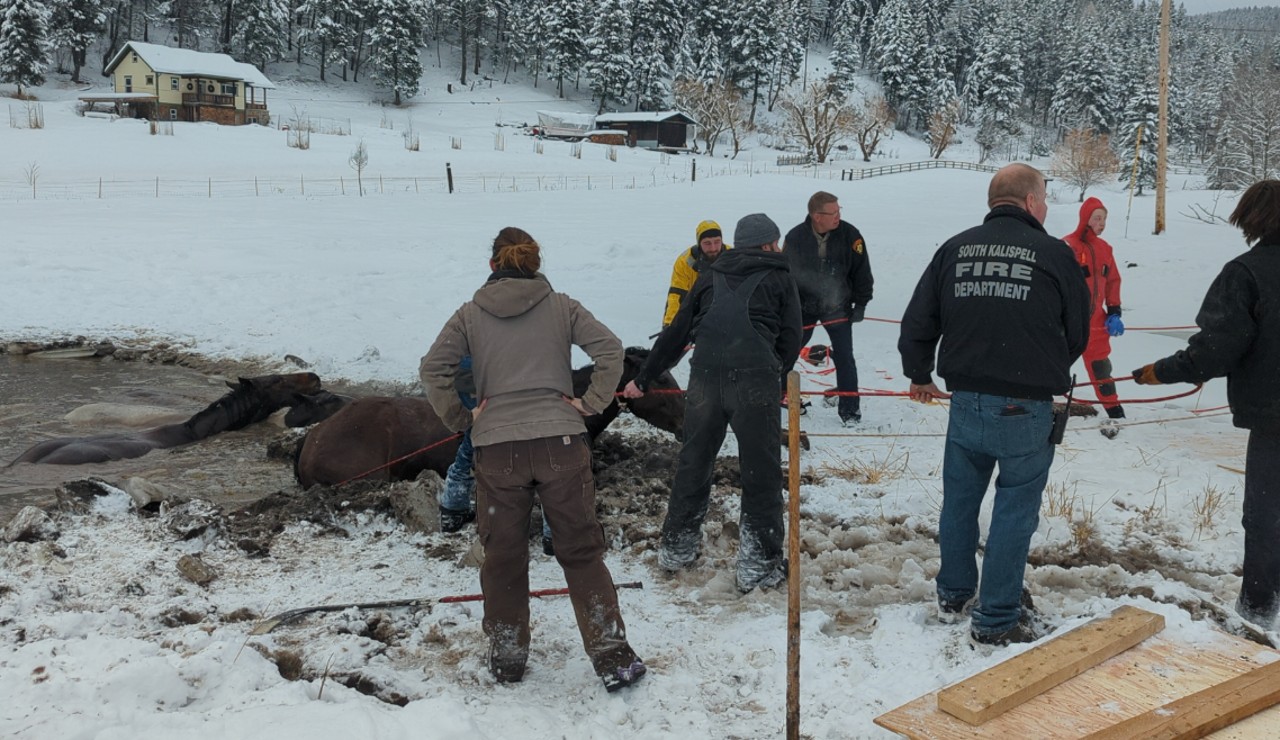 Flathead Horse Ice Rescue