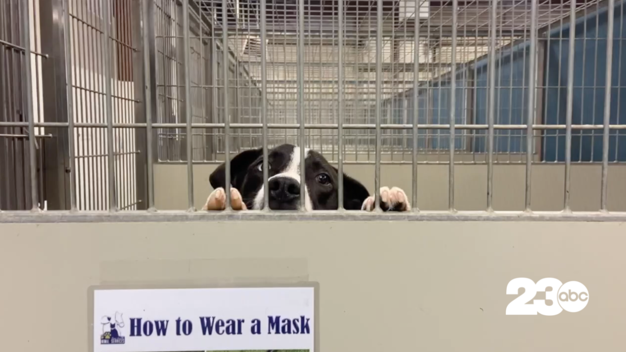 Kern County Animal Services, Bakersfield (FILE)