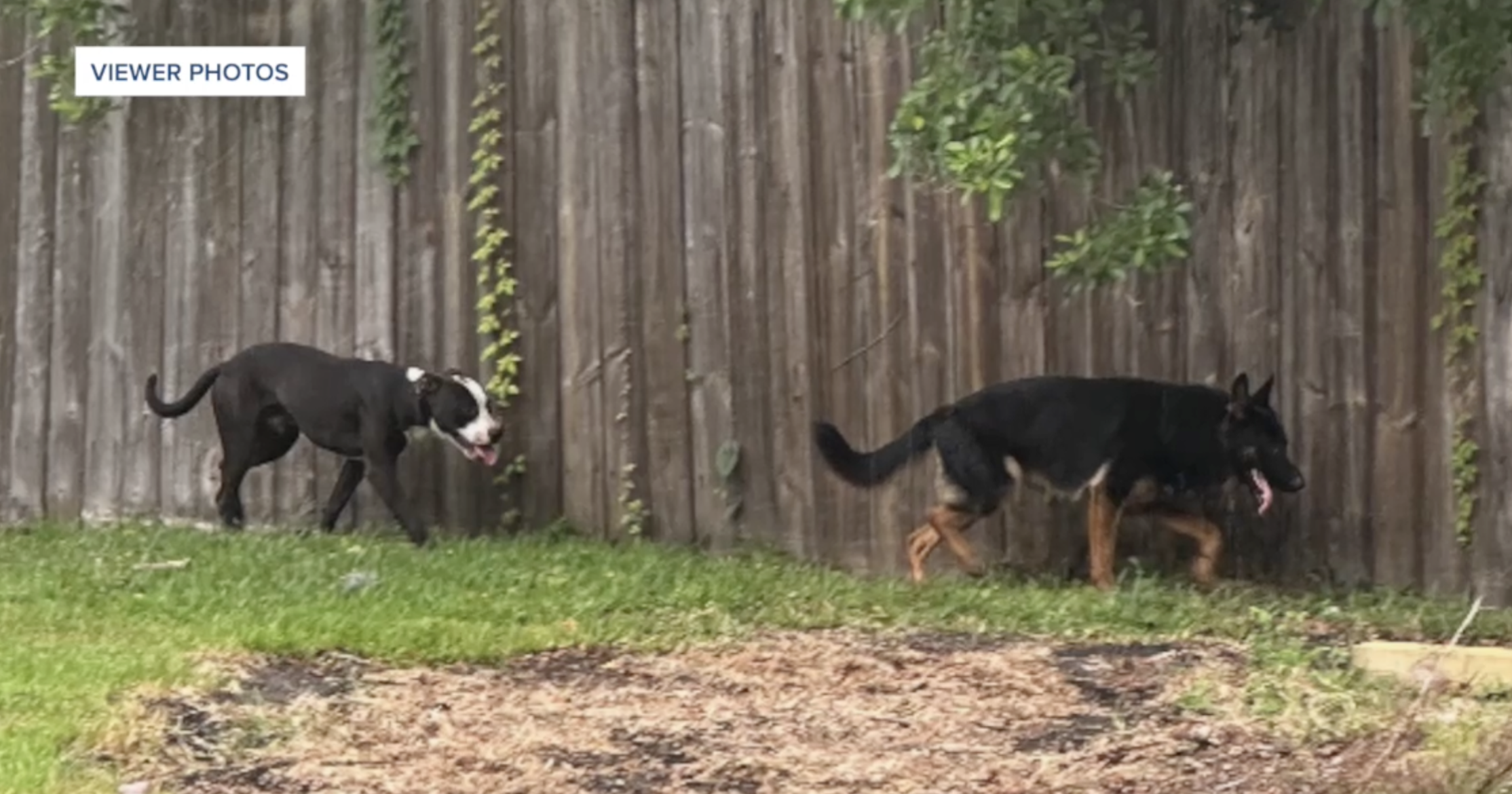 Fort Pierce dogs terrorizing neighborhood in Fort Pierce pit bull German Shepherd.png