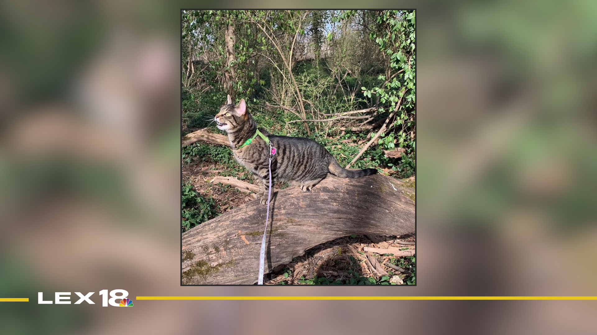 Mug Shot of the Week: Keri Martin