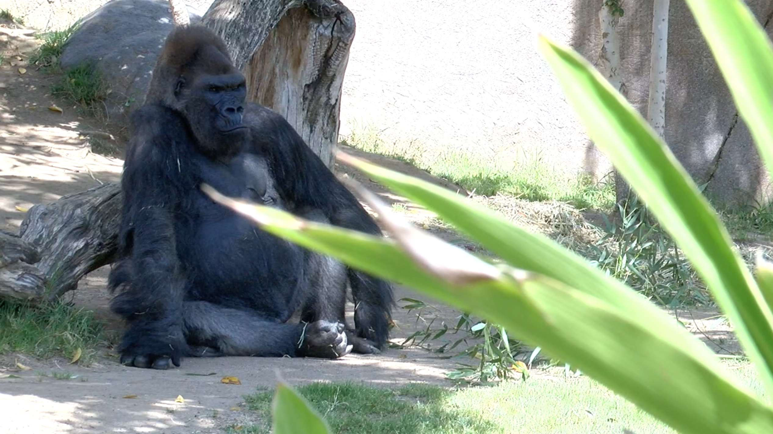 SAN DIEGO ZOO SAFARI PARK WINSTON THE GORILLA COVID 19.png