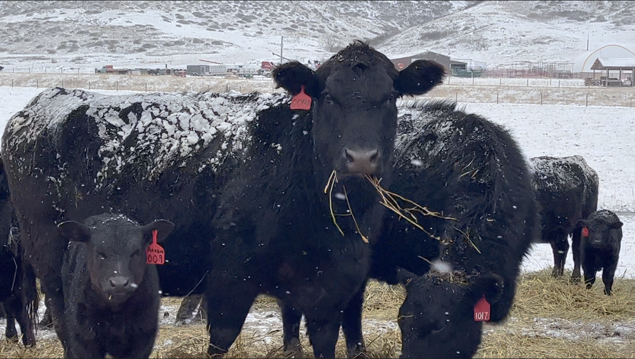 Malek Angus Ranch.png