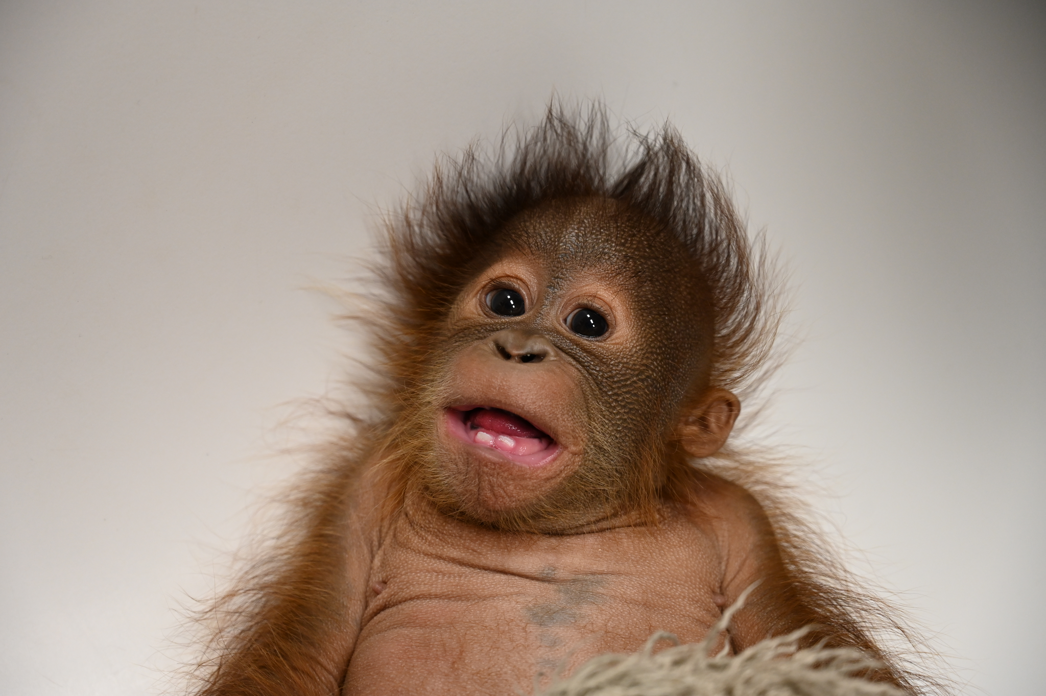 Baby Oragutan Metro Richmond Zoo 1.png