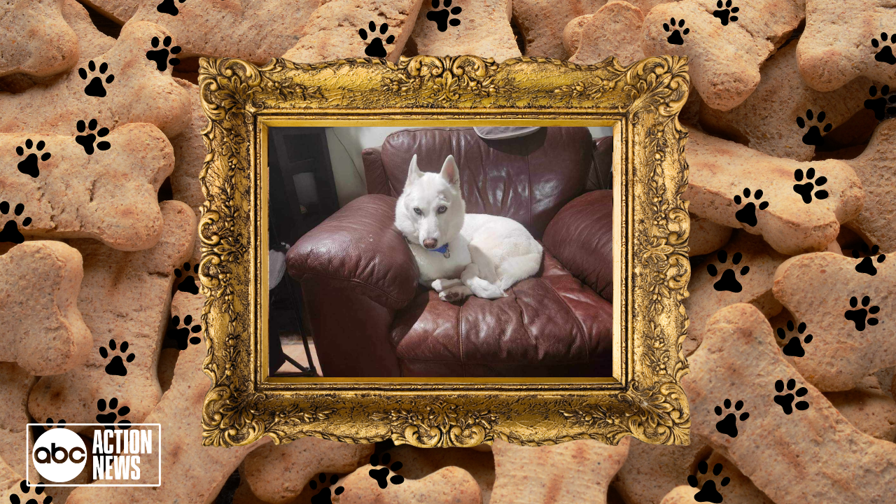 Rescues in Action: Bear