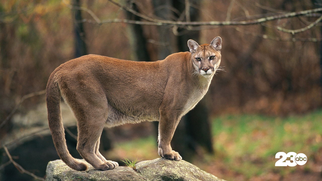Mountain Lion, Cougar (FILE)