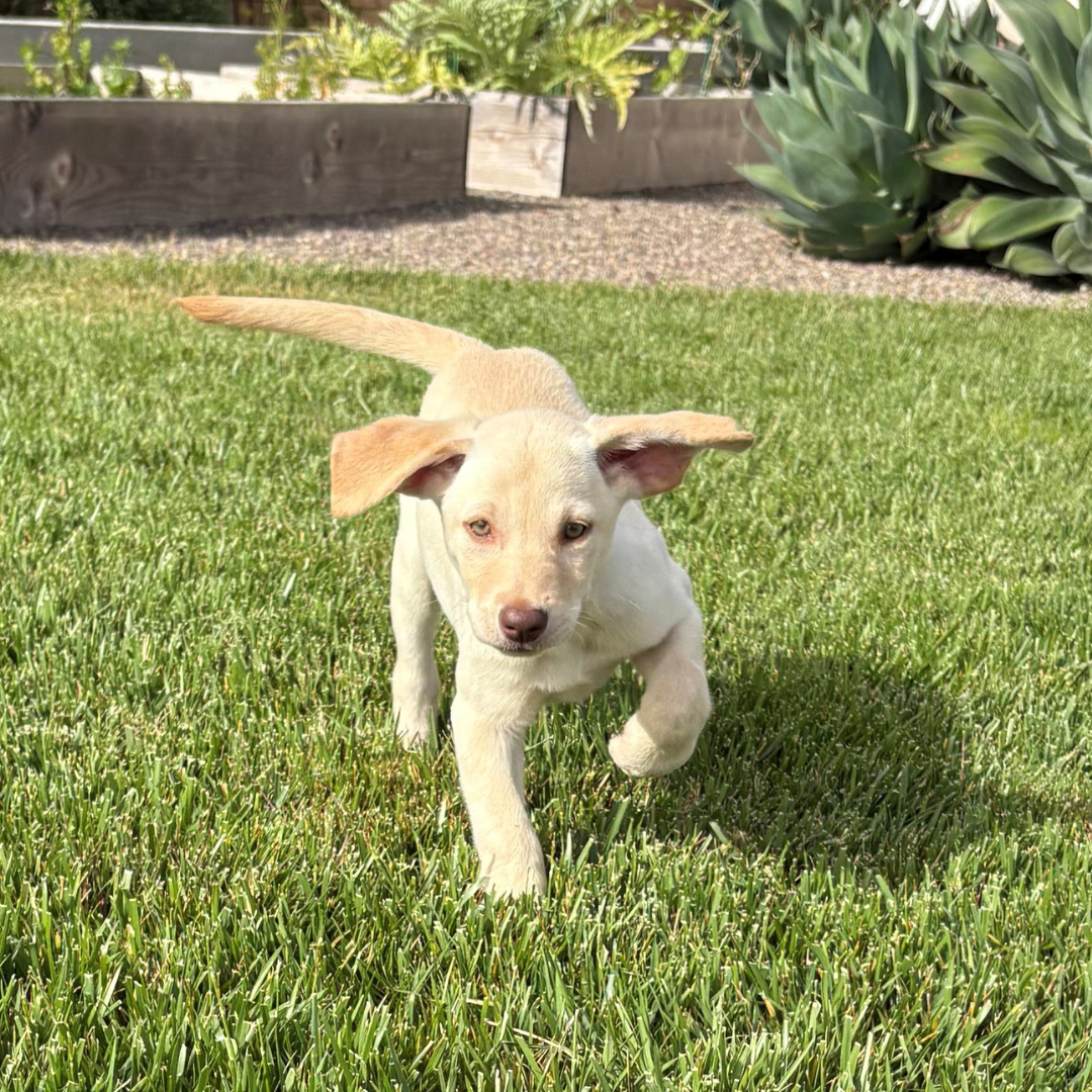 Lola_ABC10PetoftheWeek_05232025.png