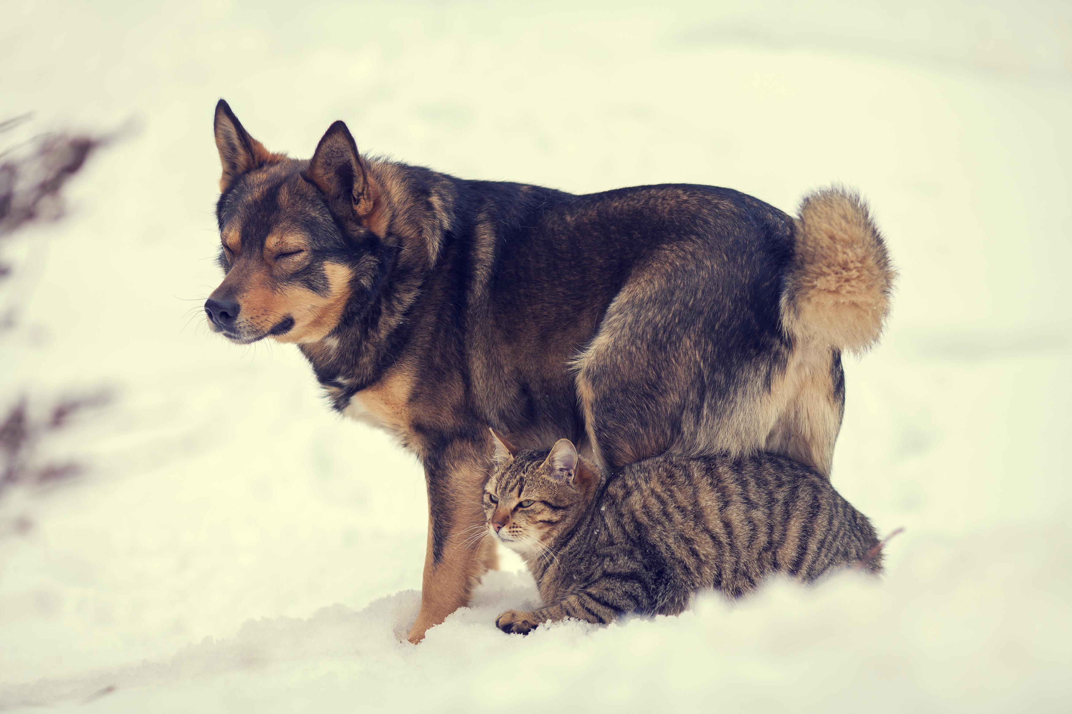 Dog & Cat Outside
