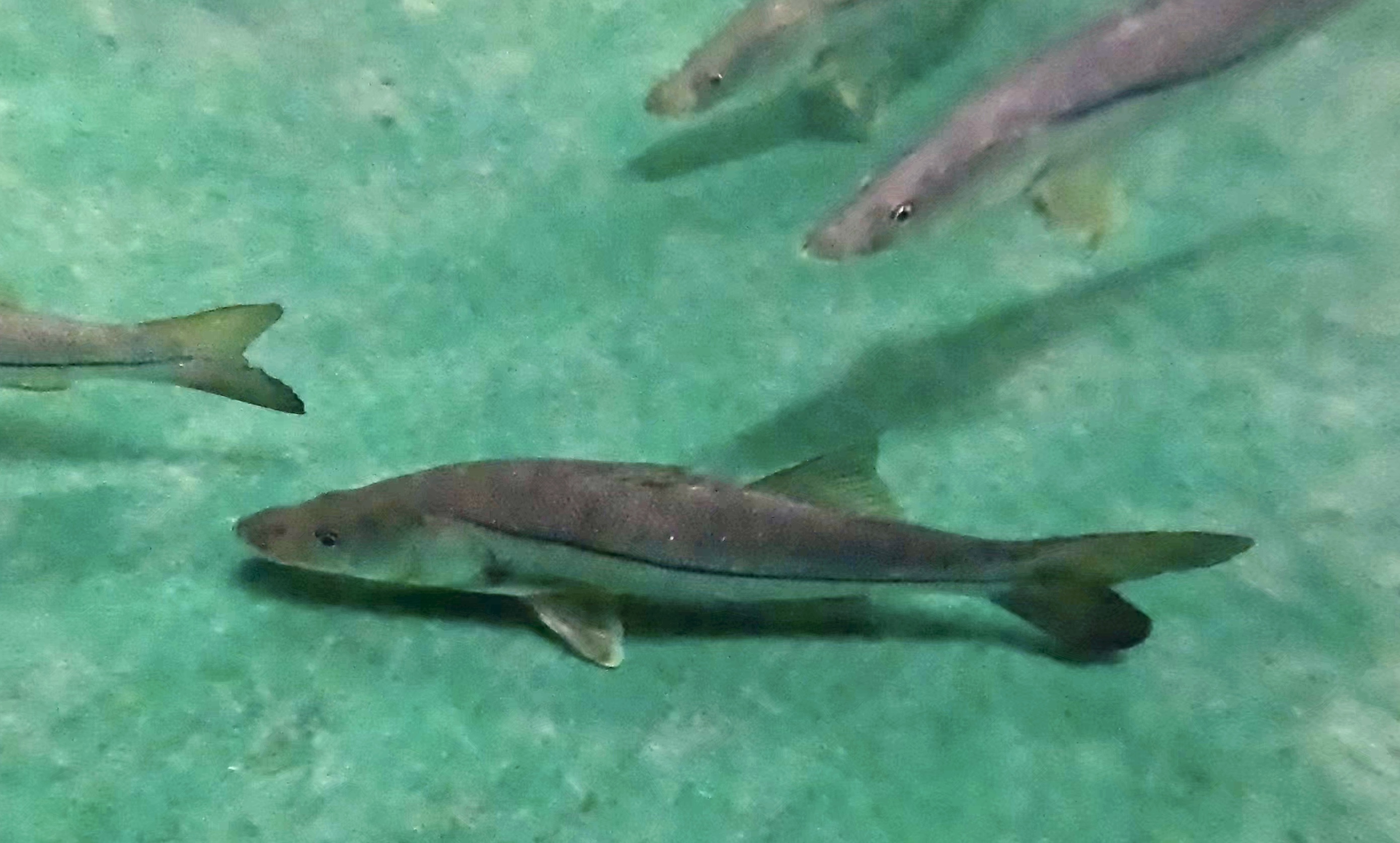 Snook swim inside at a tank at the Mote Aquaculture Research Park.