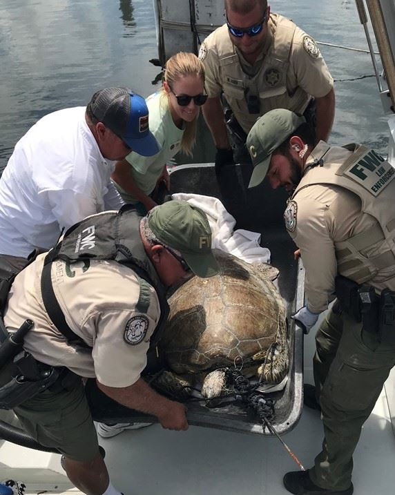 Turtle spear FWC.jpg