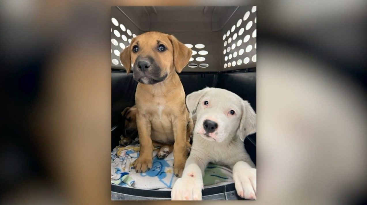 Rescued Puppies