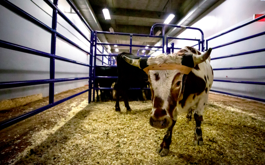 NFR Steer