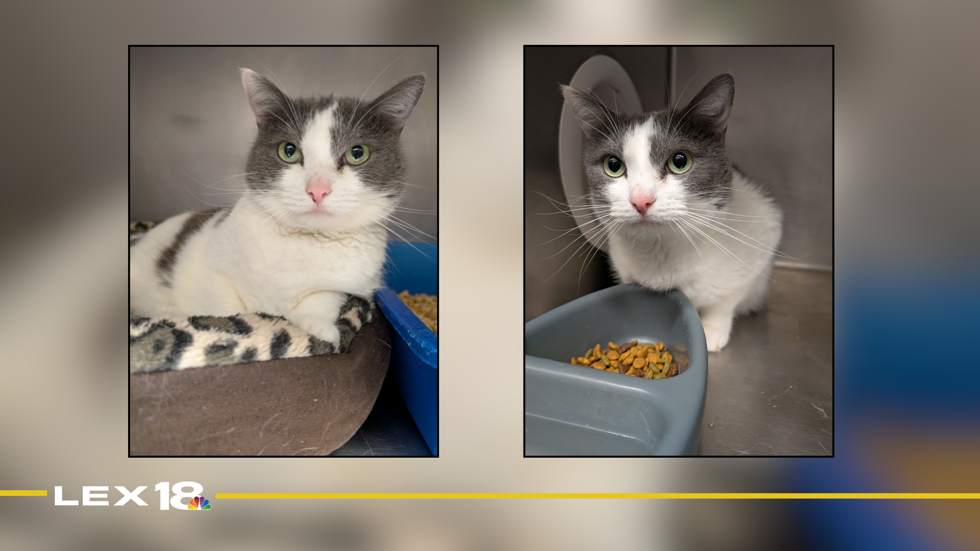 Featured Image Custom Edit (12).png