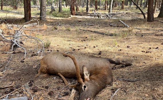 Hamilton Elk Poaching