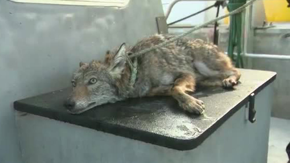 wptv-coyote-rescue-.jpg