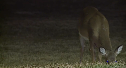 Baltimore deer.png