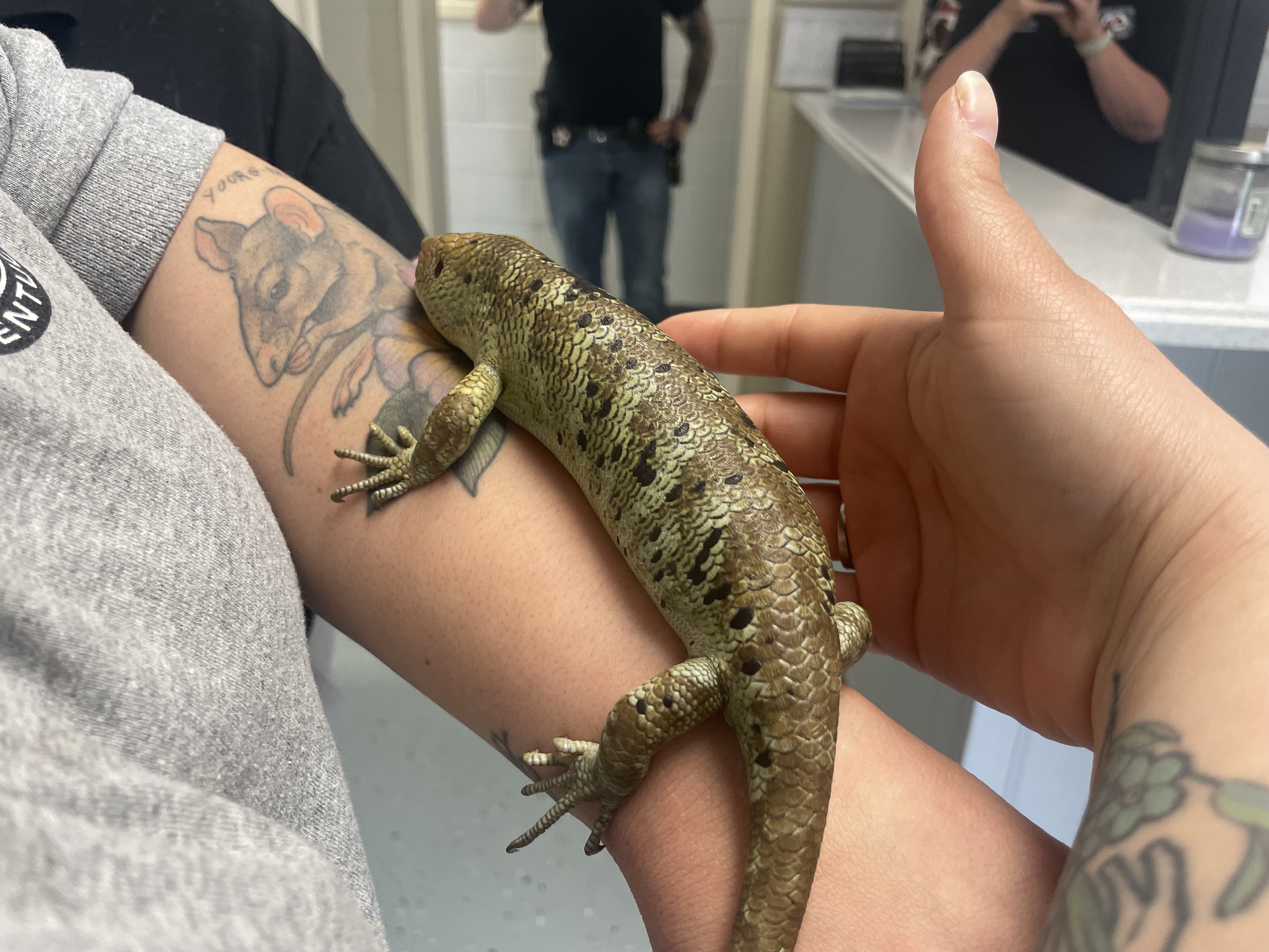 li'l skink.jpg