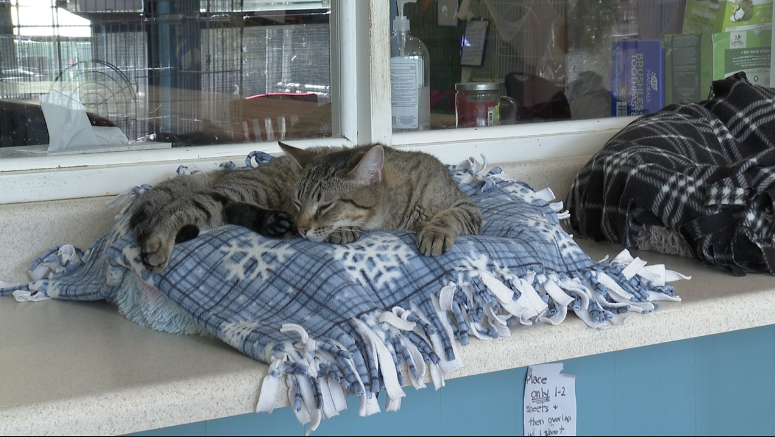 Leon County Humane Society brings back cat litter campaign ahead of mating season