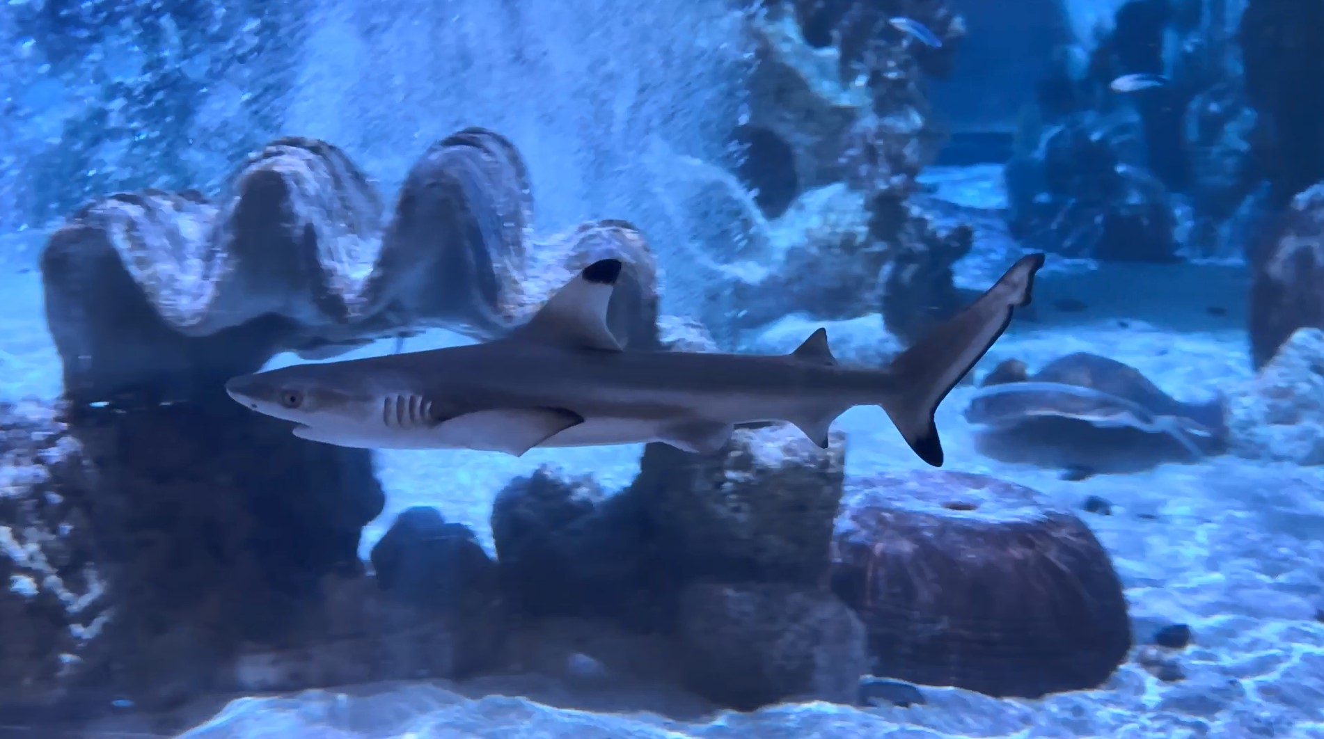 Baby Blacktip Reef Shark at SEA LIFE Arizona 