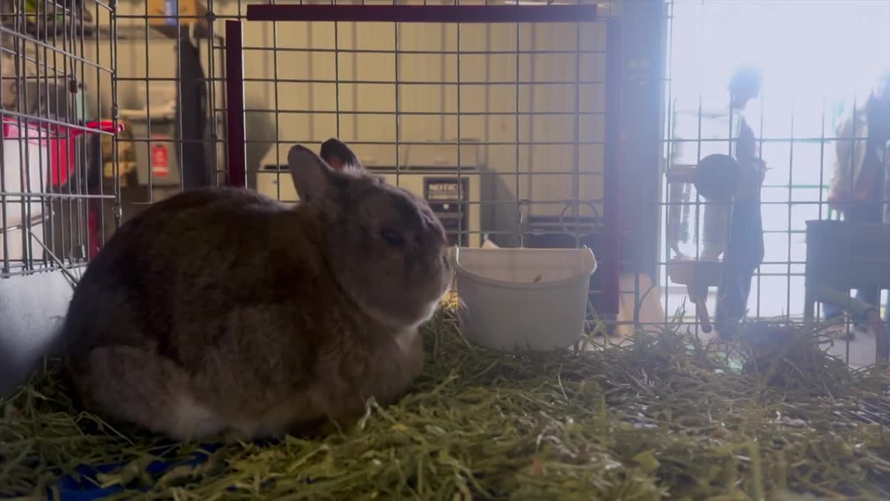 Western Montana Fair Rabbits 
