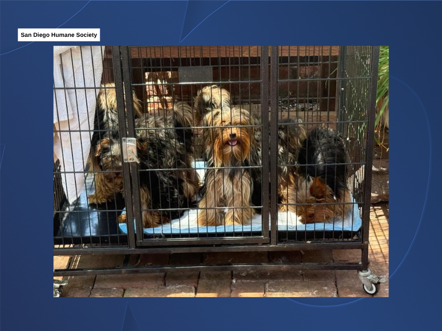 yorkie_rescue_sdhs_photo2_072826.png