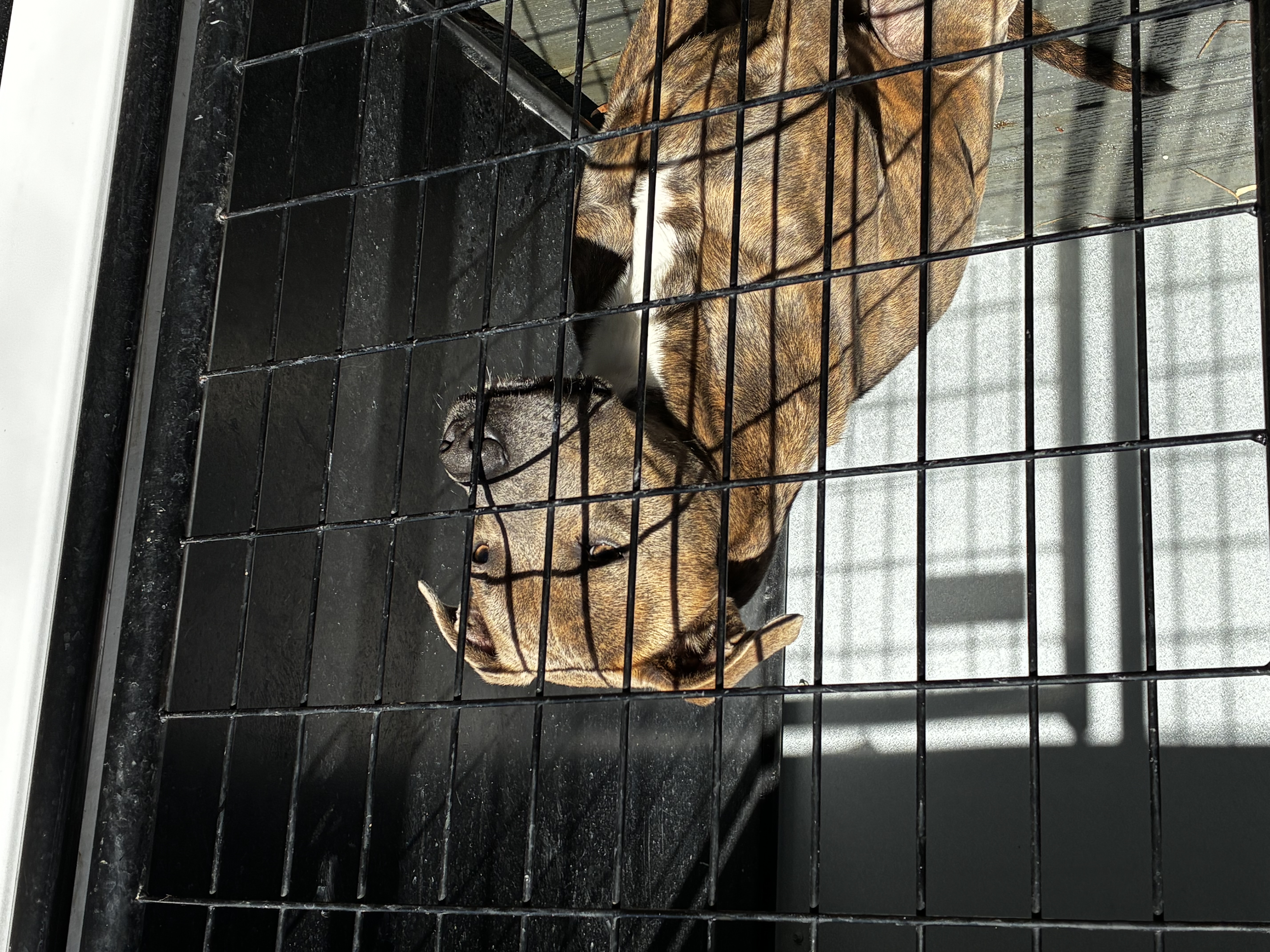 Jefferson County reviews animal control ordinance