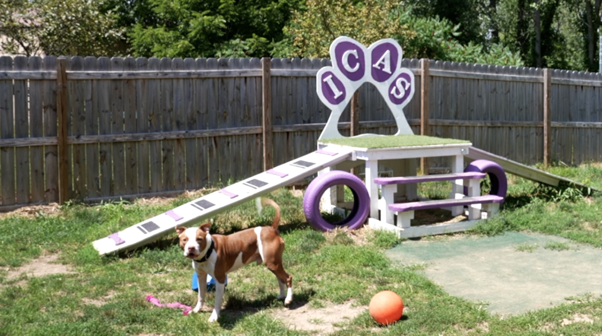 Stan, 5-year-old pit mix, in the Ingham County Animal Control and Shelter play yard.