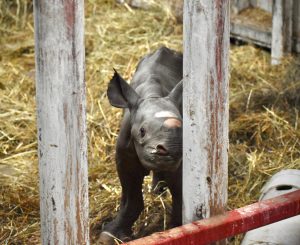 Jaali, the Black Rhino soon after he was born at Potter Park Zoo