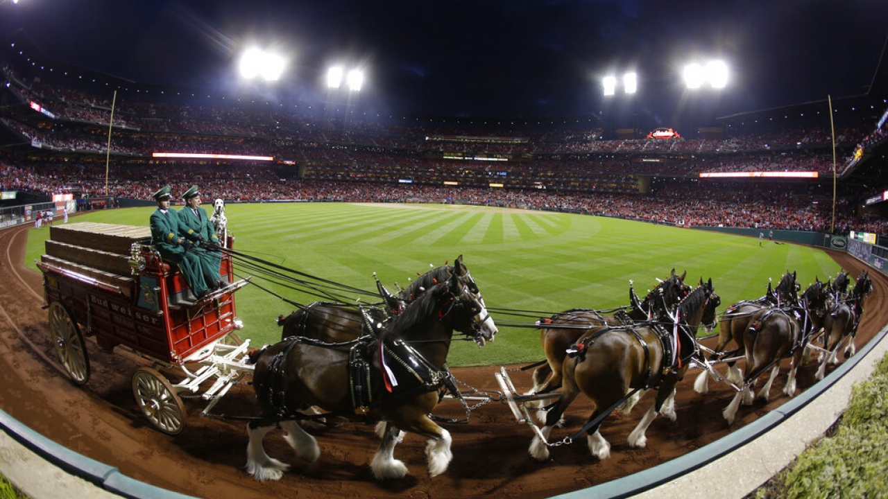The Budweiser Clydesdales make their way around a baseball field.