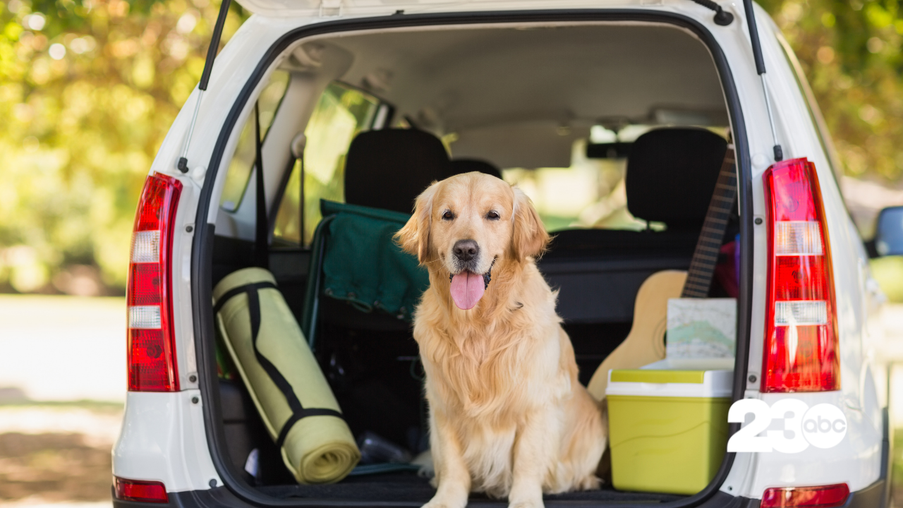 Road trip with a dog (FILE)