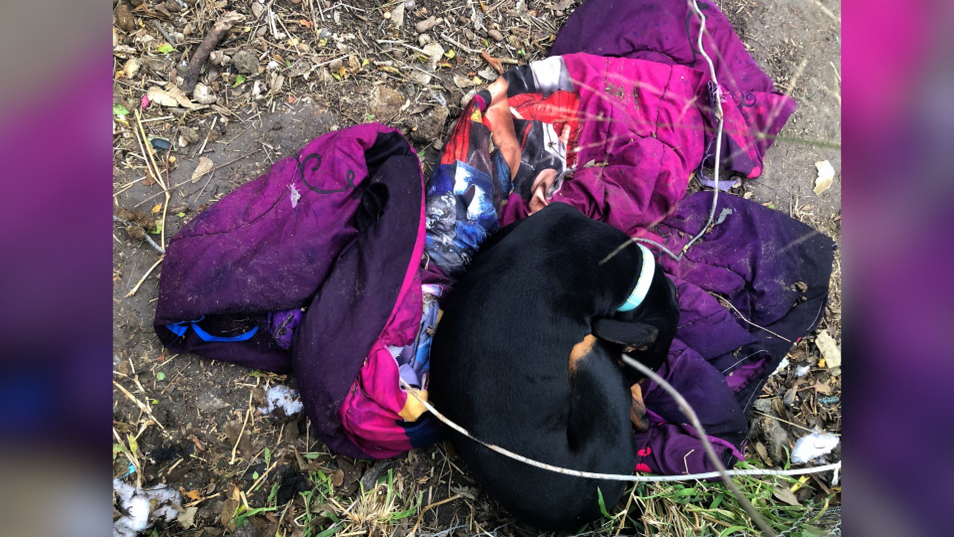 Residents express concern about dogs out in the cold - Vimarsana News