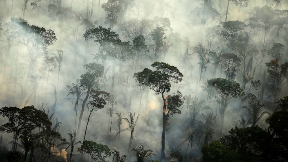 deforestation.jpg