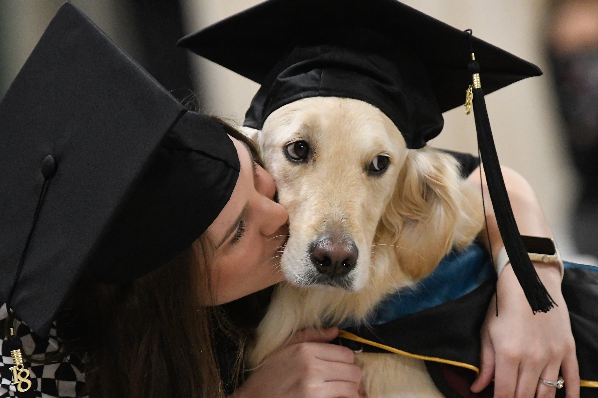 doggie diploma.jpg