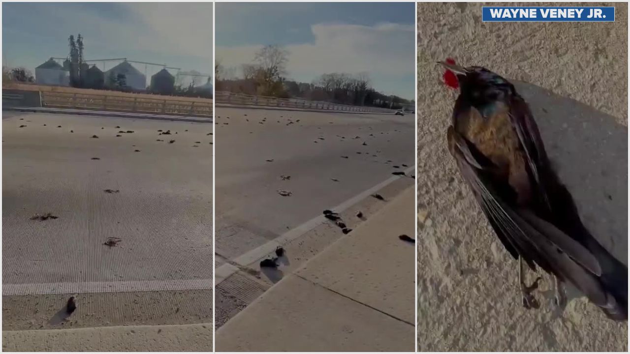 Dozens of dead birds found on Tappahannock bridge prompt state wildlife investigation