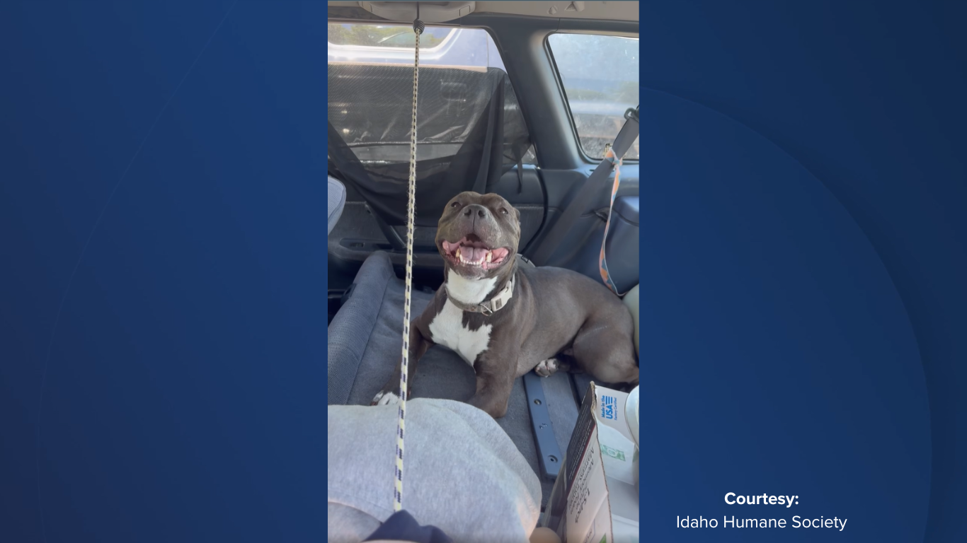 Idaho Humane society rescues dog from a hot car on Monday