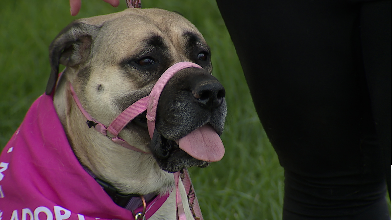 Woman shares warning about dog attack at Denver's Park Hill golf course .jpg