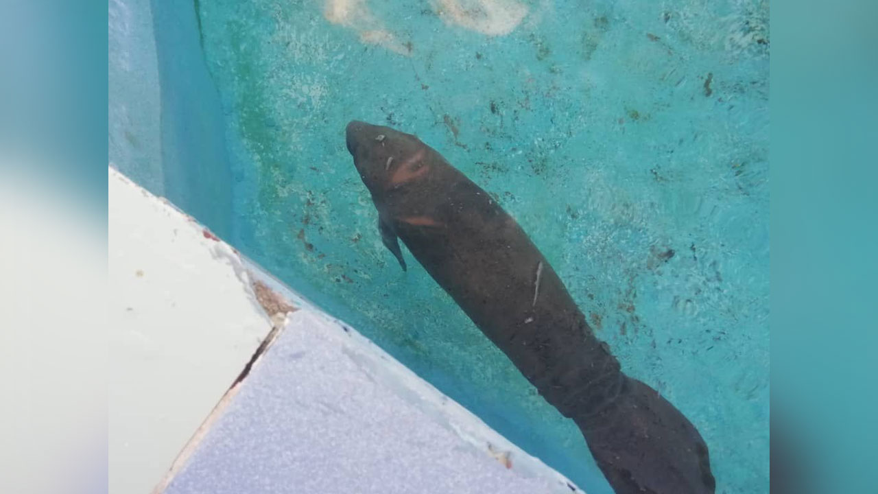 manatee-in-cuba-Clearwater-Marine-Aquarium-2.jpg