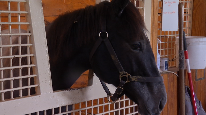 HORSE TRAINER SPEAKS ABOUT PREAKNESS WIN