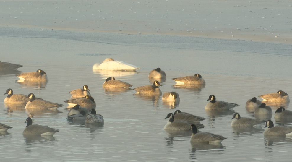 Geese and Swan Stevensville