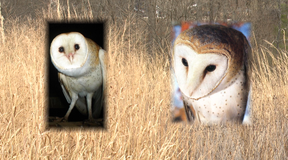 barn owls