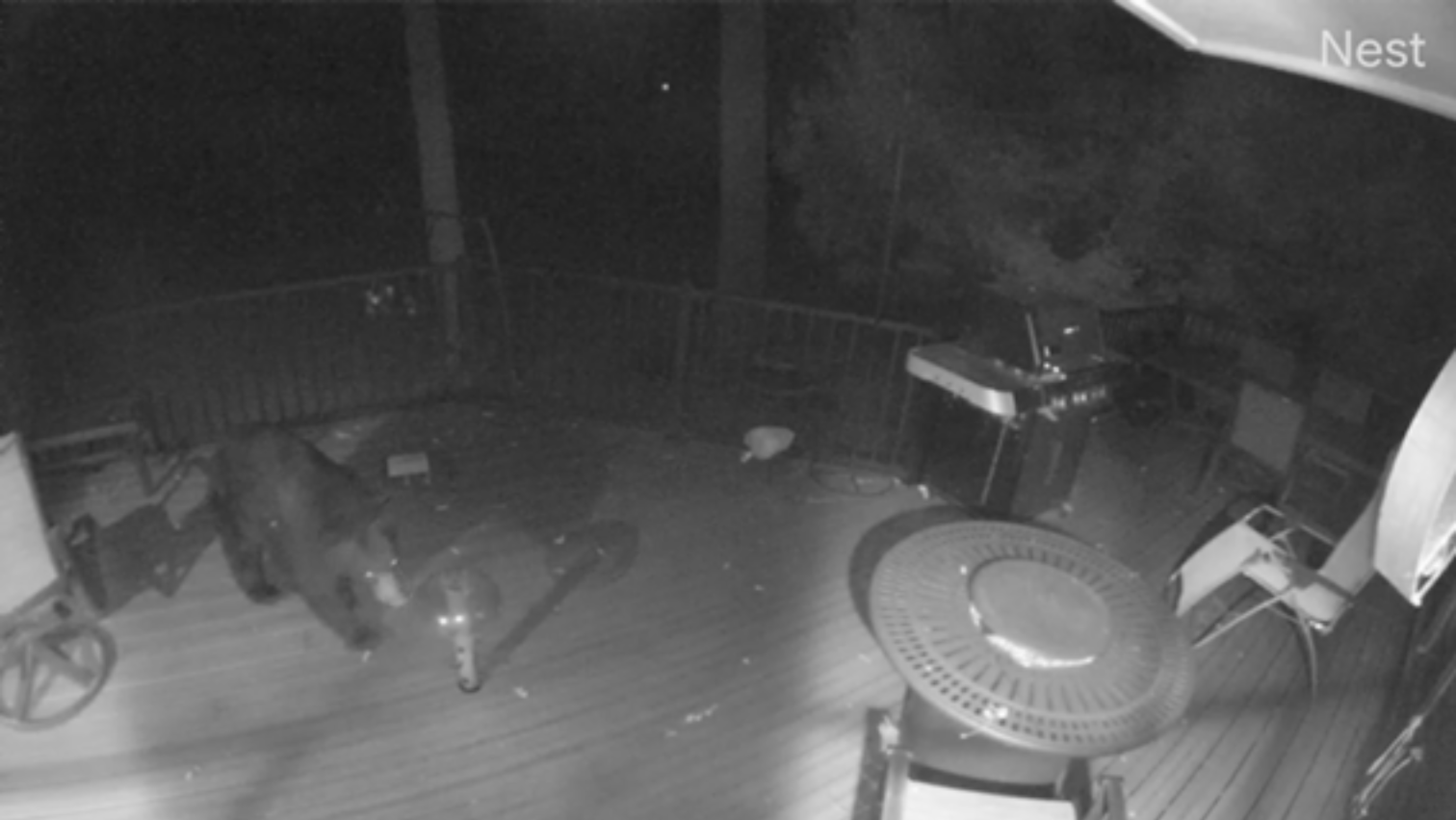 Bear sighting in Cascade 
