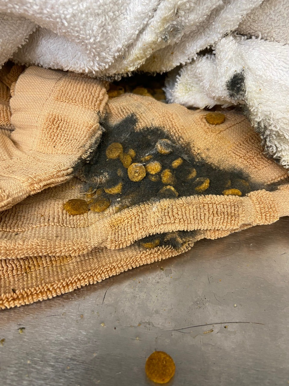 Black mold on towel bedding from cat cage.jpg