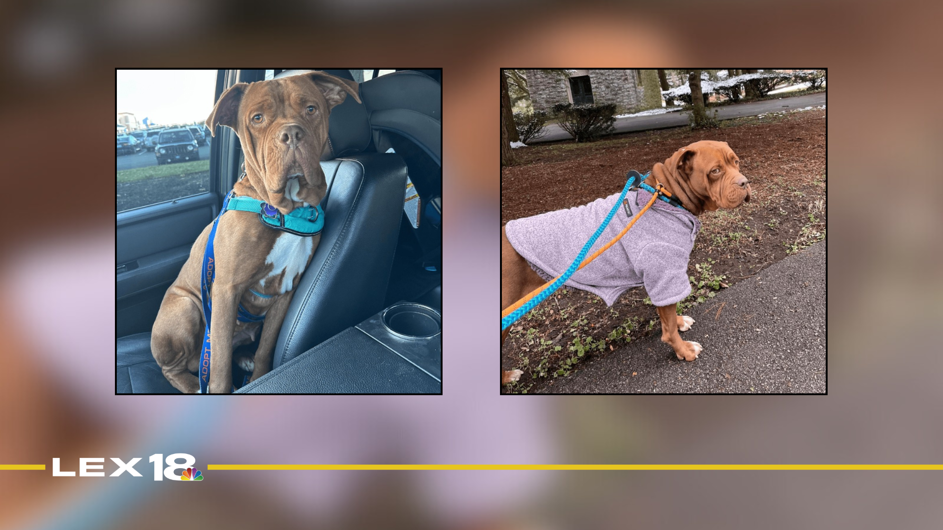 Featured Image Custom Edit (5).png