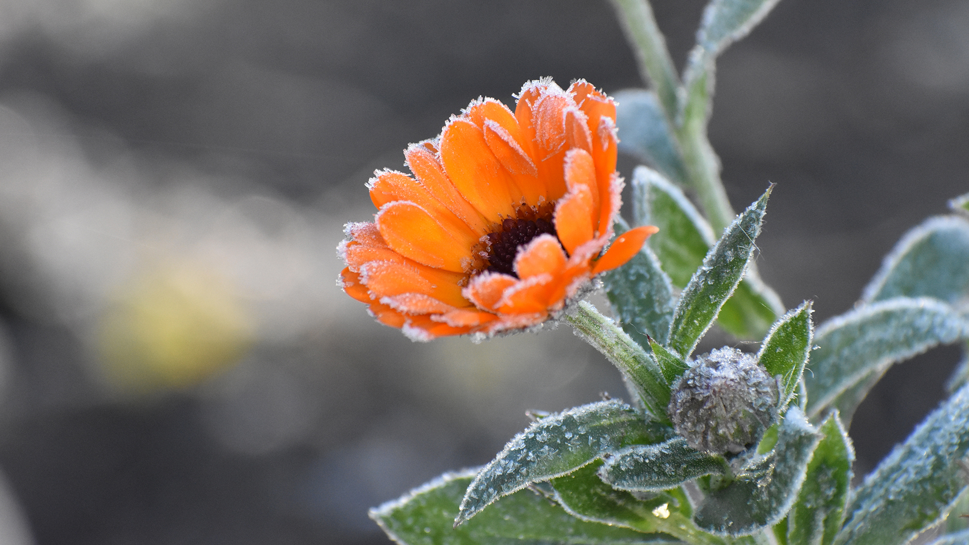 Frost on flowers