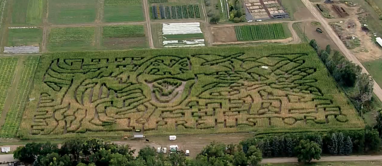 chatfield farms corn maze 2022.png