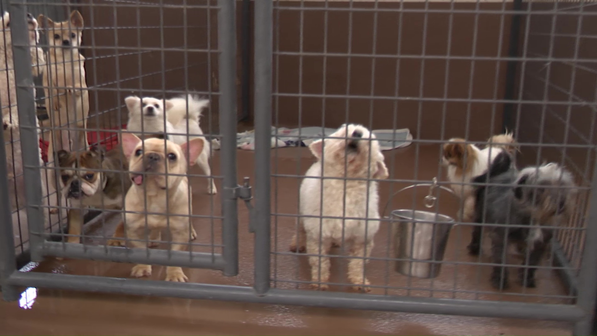 Dozens of dogs made a pit stop in Great Falls