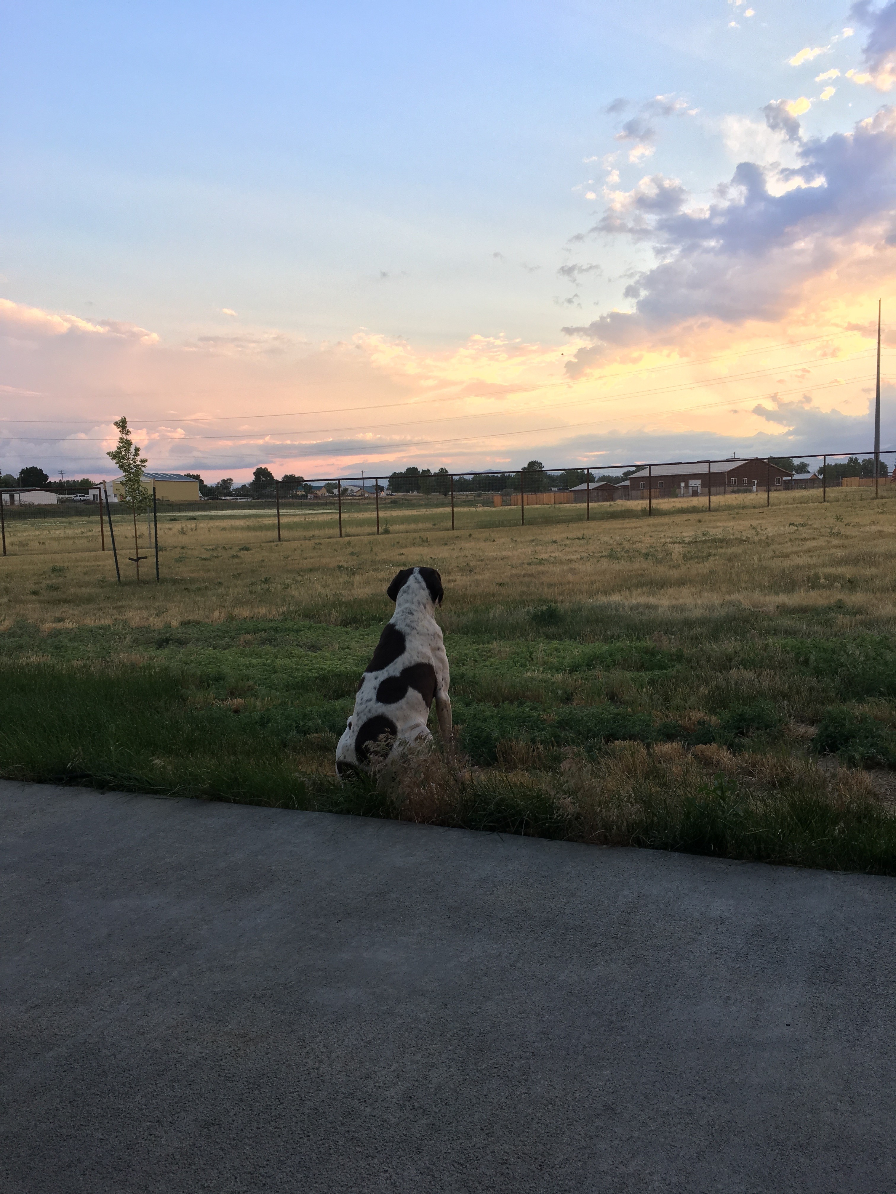 One Last Gift: In-home euthanasia gives pets and their people an alternative way to say goodbye