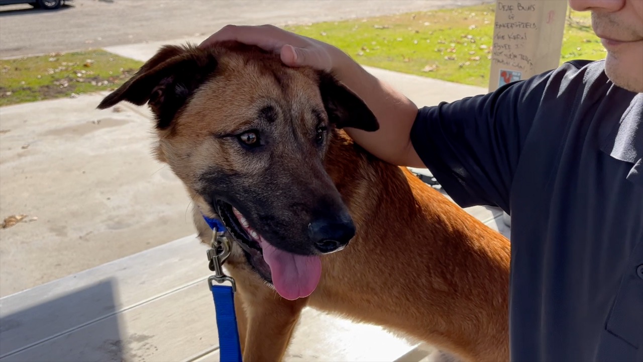 DOG FROM ANIMAL SHELTER FILE