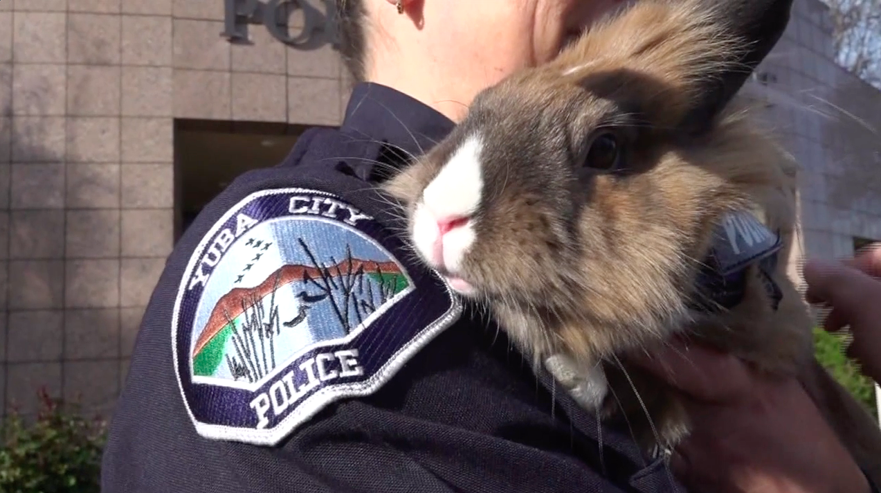 Officer Hops, Yuba City Police Department (FILE)