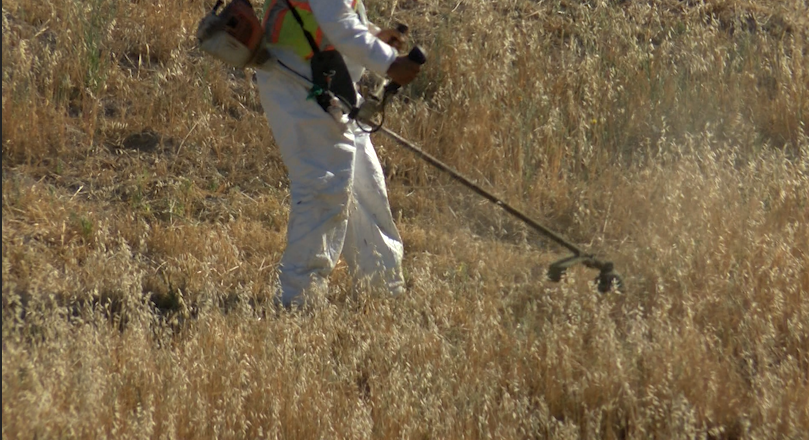 Weed abatement happening in Paso Robles 